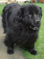 Newfoundland Dog called Friday